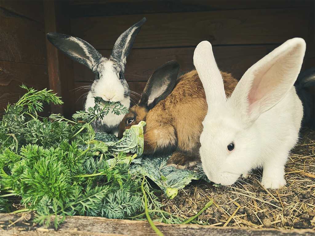 Kert és Majorság Kert és Majorság